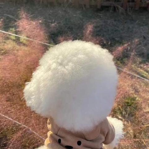 BooBoo于2021-12-24 10:20发布的图片