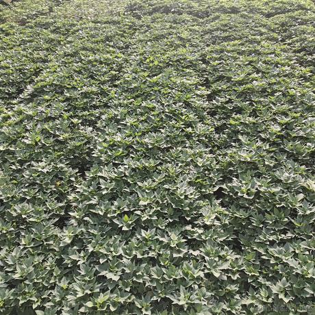 尼古拉斯雅蠛蝶于2021-05-07 09:22发布的图片