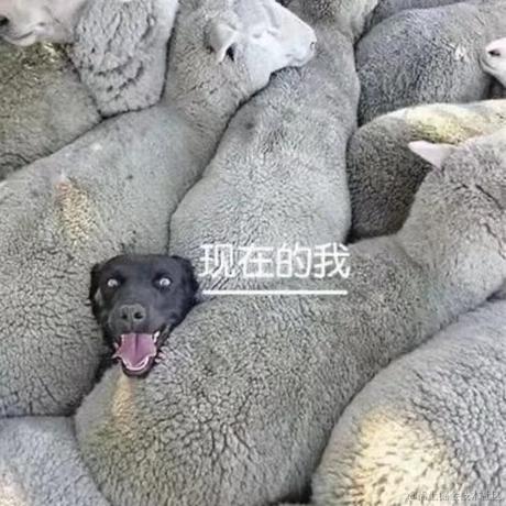 树洞robot于2022-12-12 13:40发布的图片