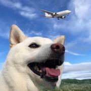 王小虎一米八的个人资料头像