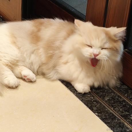 贝拉拉是我的超人于2022-11-21 18:01发布的图片