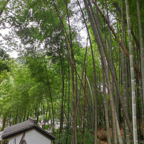 可乐真好吃于2021-07-27 08:51发布的图片