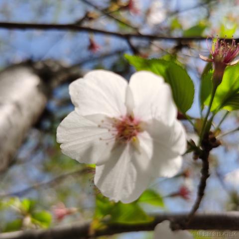 cancy于2021-04-06 16:10发布的图片