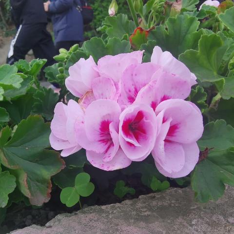 小小喵于2023-03-11 11:57发布的图片