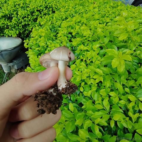 Uwiling于2022-12-01 21:16发布的图片