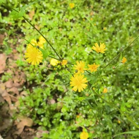 vincookies于2023-04-14 23:47发布的图片