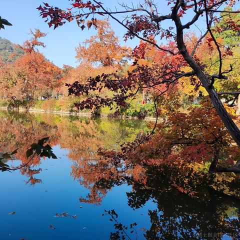 优秀稳妥的金枪小魔王于2023-11-22 11:24发布的图片