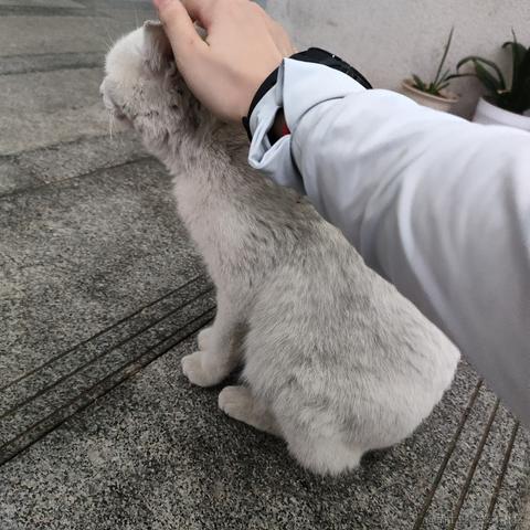 小绵羊呀于2023-05-05 23:53发布的图片
