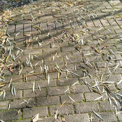 云深见鹿归于2022-12-18 20:24发布的图片