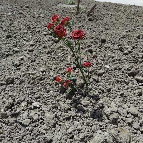 rU_u于2023-05-08 12:55发布的图片