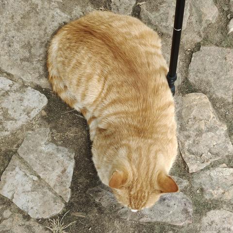 2号嘉心糖于2022-11-11 14:48发布的图片