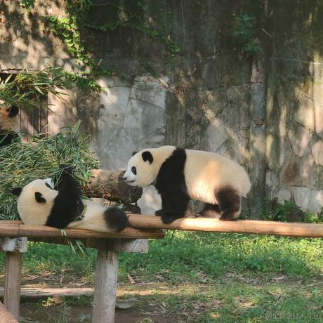 嘟嘟大魔王于2022-12-21 21:22发布的图片