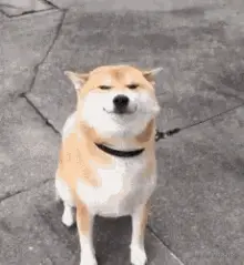 tenor.gif