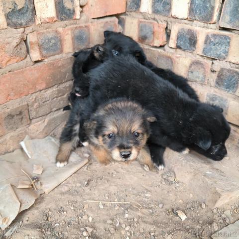 Phantom460于2023-04-30 13:30发布的图片