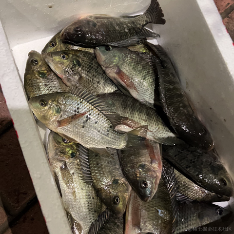 iiopsd于2023-01-18 09:32发布的图片