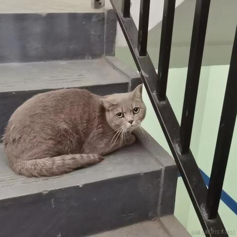 咪了个喵瞄咪于2022-06-06 10:03发布的图片