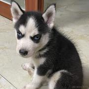 demon_小骆的个人资料头像