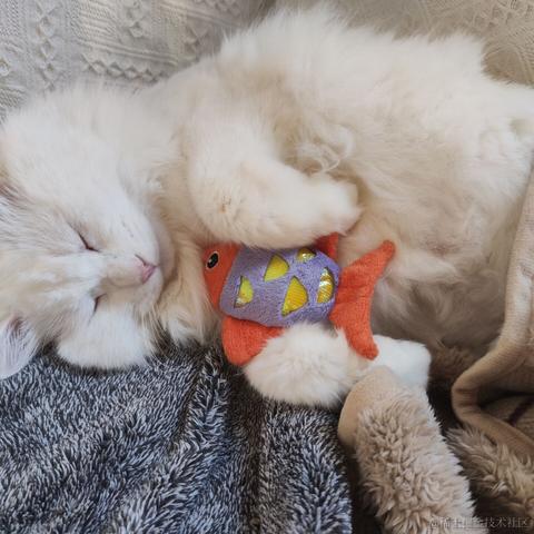 你怎么瘦的像条狗一样于2023-03-02 09:19发布的图片