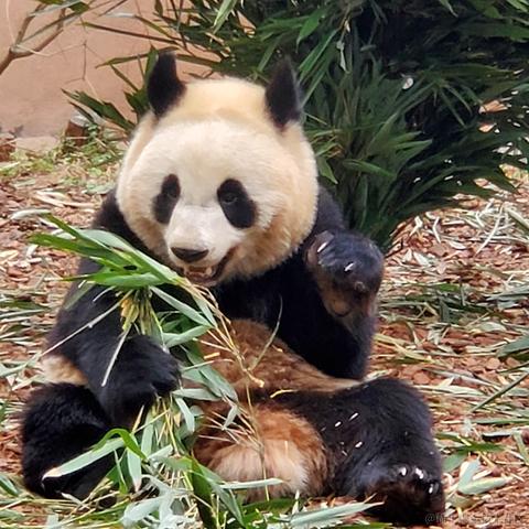 没有哆啦的A梦于2023-03-17 09:46发布的图片