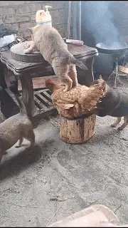 37f6a16eddc451daf1c923bfa1fd5266d016324d.gif