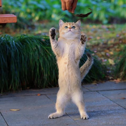 我4倒霉蛋于2022-11-22 09:12发布的图片