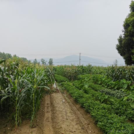 伪电气白兰地于2023-06-22 17:04发布的图片