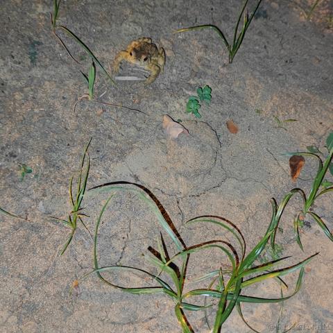 贝拉今天打什么于2022-11-14 16:28发布的图片