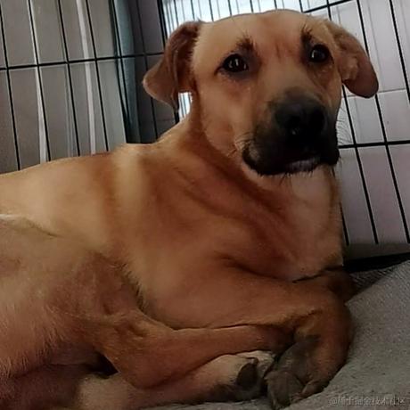 八哥的温柔乡于2022-12-22 17:16发布的图片