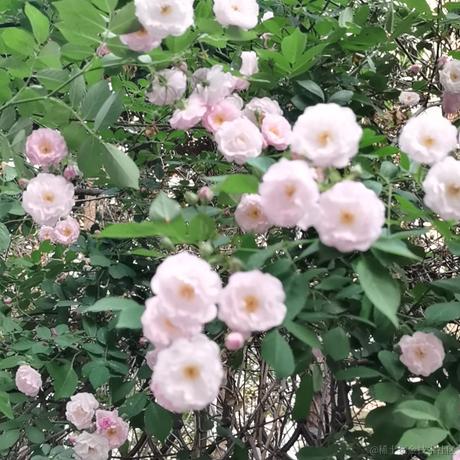 MIAOMIAO于2022-04-26 09:19发布的图片