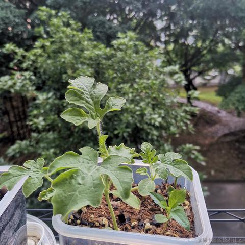 Ava大水母于2023-06-18 10:53发布的图片