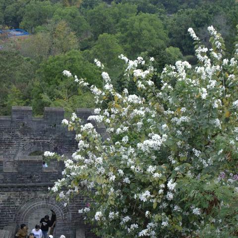 折花赠汝于2023-03-20 09:53发布的图片
