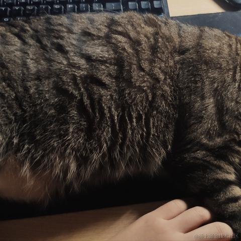 KuuBee于2020-08-11 13:40发布的图片