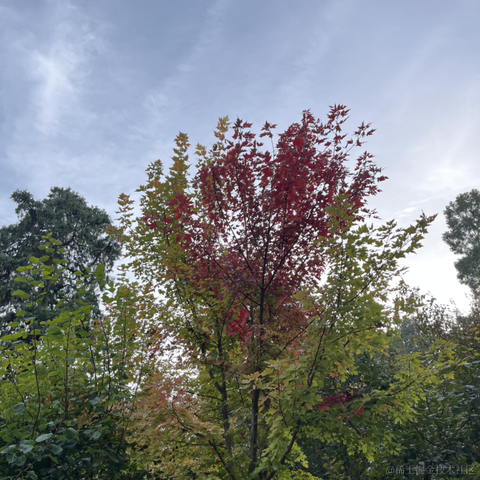 每天都是不一样的太阳于2022-10-20 10:25发布的图片