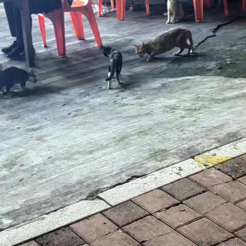 顶碗人1007于2024-05-30 00:03发布的图片