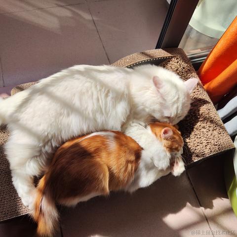 你怎么瘦的像条狗一样于2022-10-20 15:30发布的图片