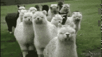 021B38A7.gif