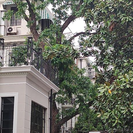 拉布拉多_于2023-04-29 21:20发布的图片