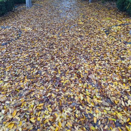 kukugua于2022-11-21 23:00发布的图片