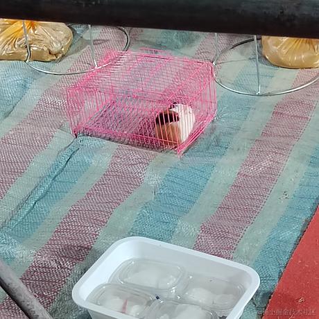 薄岁于2023-06-30 08:35发布的图片