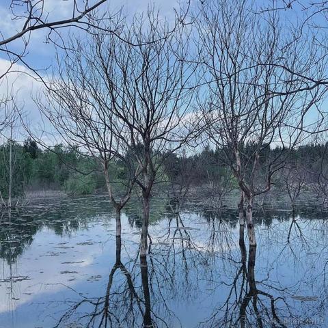 皮卡丘的哥哥皮球于2023-05-24 09:24发布的图片