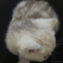 orangecat于2023-05-23 10:36发布的图片