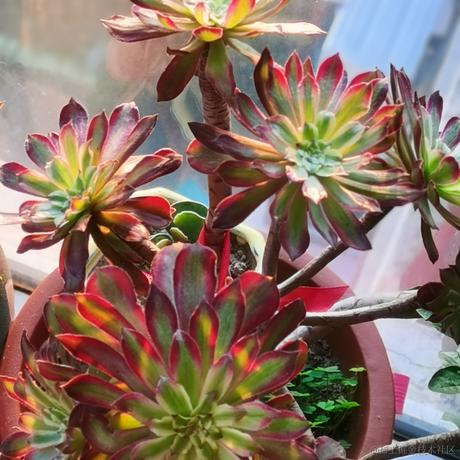 月季花于2022-11-17 07:16发布的图片