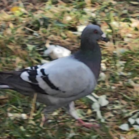 CN千石于2022-09-27 21:58发布的图片