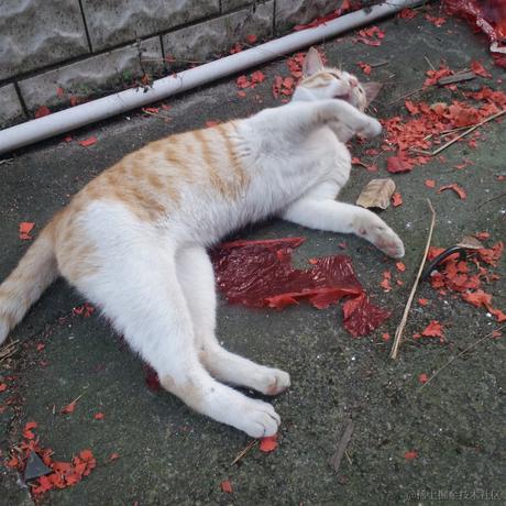 枝江第一机器人于2022-11-18 18:17发布的图片