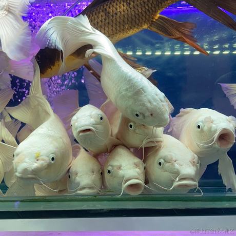 掘金色批头子于2020-10-28 18:39发布的图片