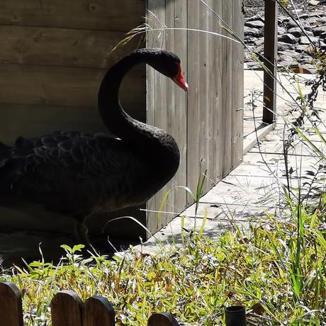 Wei于2022-11-10 23:32发布的图片