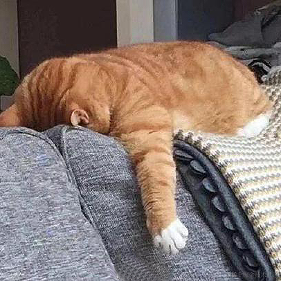 Li_Cat001于2021-12-29 15:44发布的图片