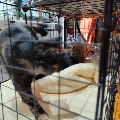 晚晚的水母小挂件于2022-11-12 19:21发布的图片