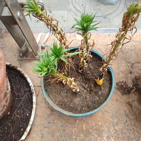 晚晚的水母小挂件于2023-06-20 21:19发布的图片