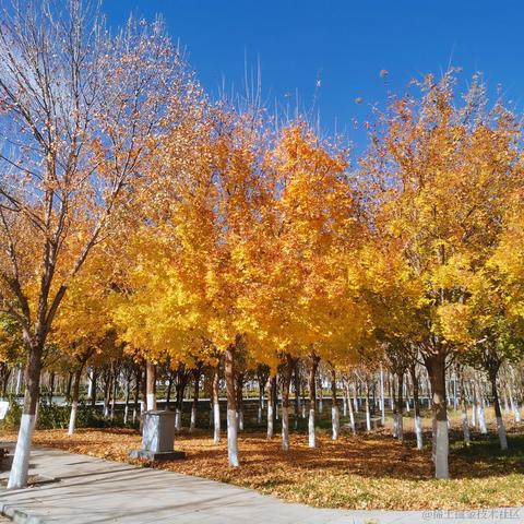 好大的雨于2021-11-29 20:45发布的图片